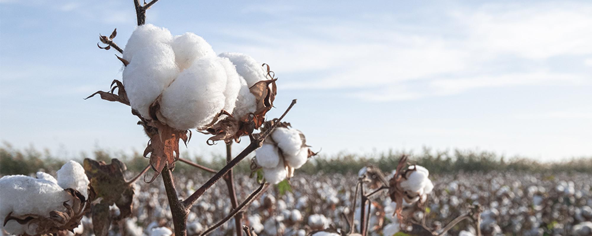 Photo of cotton field