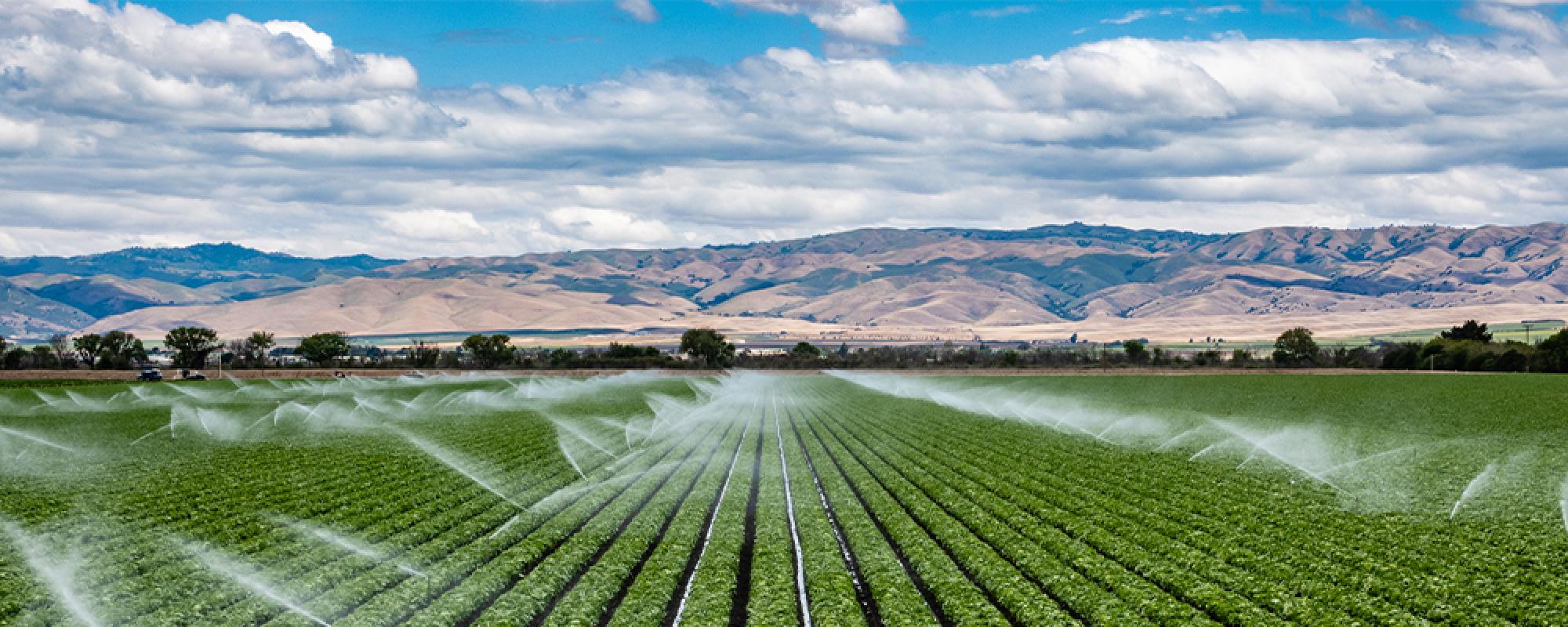 Photo of field irrigation in Pinal